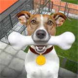 Animal Shelter: Pet Life Game