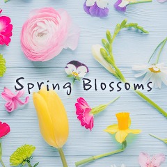 Spring Blossoms Theme
