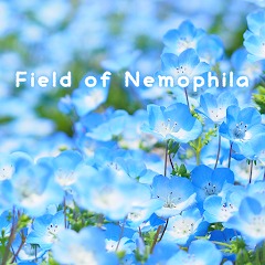 Field of Nemophila Theme +HOME
