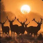 Animal Wallpapers 2024