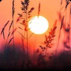 Relaxing Wallpaper