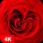 Rose Wallpapers 4K