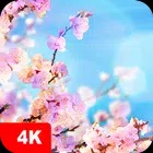 Spring Wallpapers 4K