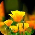 Flower Wallpaper 2023