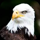 Eagle Wallpaper 2023