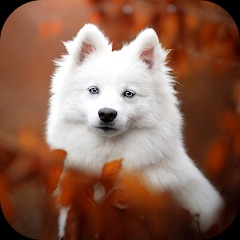 Dog Wallpaper 2023