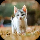 Cat Wallpaper 2023
