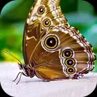 Butterfly Wallpaper 2023