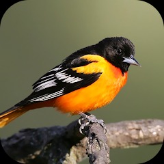 Bird Wallpaper 2023