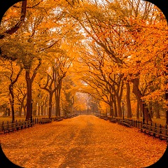 Autumn Wallpaper 2023