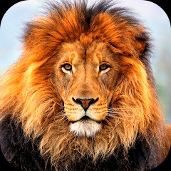 Animal Wallpaper 2023