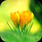 Green Wallpaper 2023