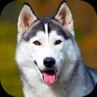 Husky Dog Wallpaper 2023