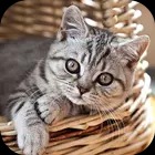 Kitten Wallpaper 2023