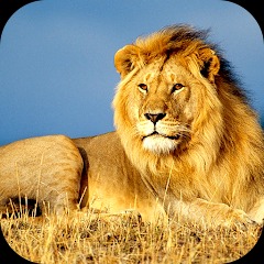 Lion Wallpaper 2023