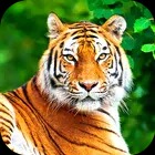 Tiger Wallpaper 2023