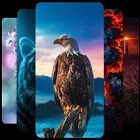 Wallpapers and Backgrounds HD
