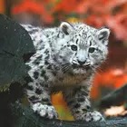 Snow Leopard Wallpaper