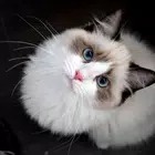 Ragdoll Cats Wallpaper