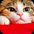 Wallpaper Cat Collection