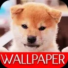 Wallpaper Dog Collection