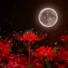 Red Spider Lily Theme