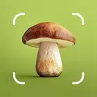 Mushroom ID