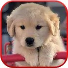 Puppy Wallpaper Cute Dog