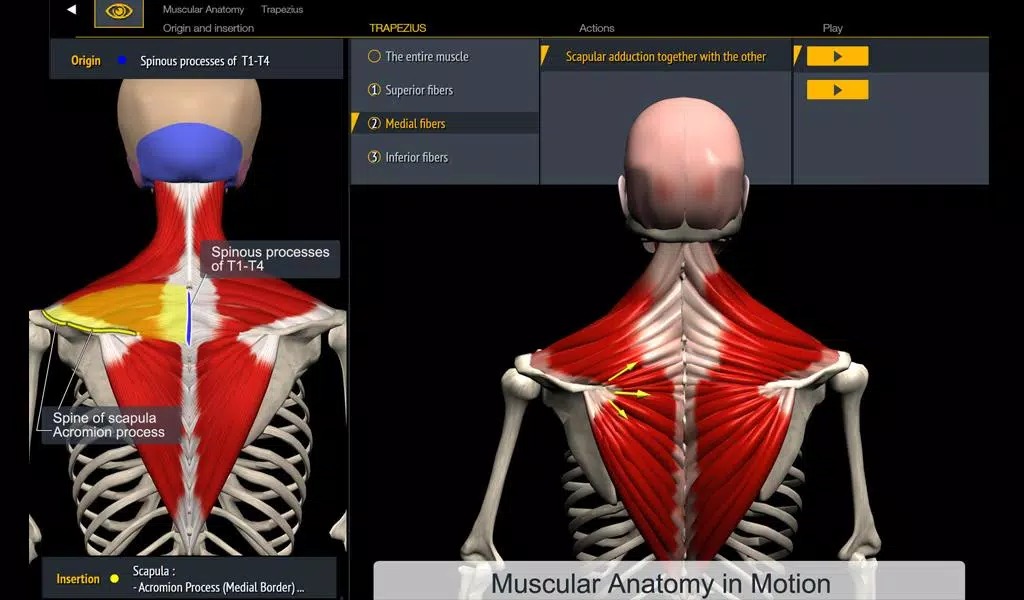 Muscle and Motion - Strength screenshot