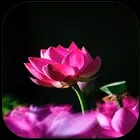 Flower Wallpapers