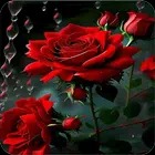 Rose Wallpaper