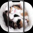 Love Cute Cat Wallpaper HD