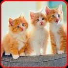 cats wallpaper