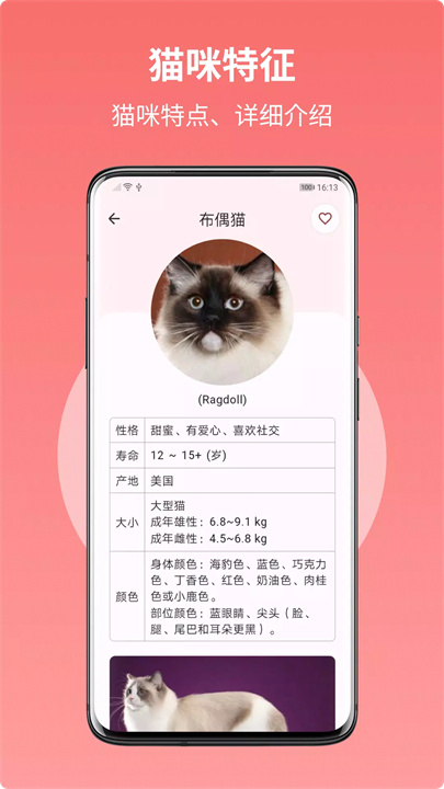 猫品种大全 screenshot