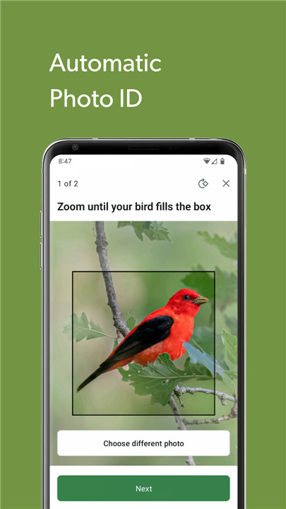 Merlin Bird ID by Cornell Lab screenshot