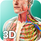 Human Anatomy