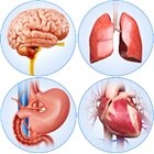 Organs Anatomy Pro.